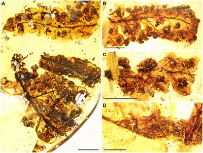 Character evolution of modern eupolypods supports the assignment of the fossil fern Cretacifilix fungiformis to Dryopteridaceae